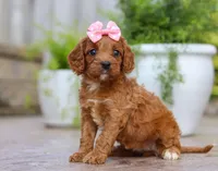 Peaches, a female Cavapoo for sale in Baltic, OH – Photo 1 of 5