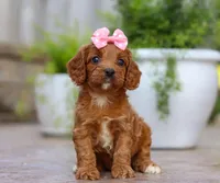 Peaches, a female Cavapoo for sale in Baltic, OH – Photo 2 of 5