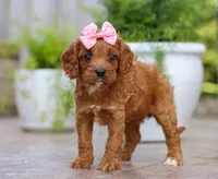 Peaches, a female Cavapoo for sale in Baltic, OH – Photo 5 of 5