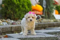 Maple, a female Maltipoo for sale in Baltic, OH – 2 of 7
