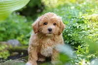 Letty, a female Maltipoo for sale in Baltic, OH – 5 of 10