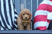 James, a male Poodle - Miniature  for sale in Baltic, OH – 2 of 10