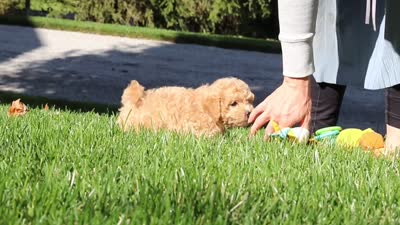 Charlie , a male Maltipoo for sale in Baltic, OH – 5 of 5