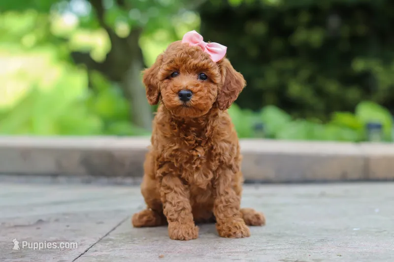 Indie – Maltipoo puppy for sale in Baltic, OH