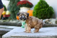 Milo, a male Morkie for sale in Baltic, OH – 4 of 7