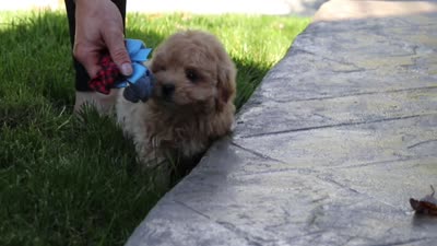 Milo, a male Maltipoo for sale in Baltic, OH – 5 of 5