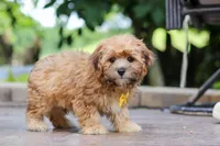Tobby, a male Morkie for sale in Baltic, OH – Photo 1 of 5