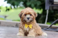 Tobby, a male Morkie for sale in Baltic, OH – Photo 5 of 5