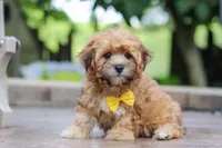 Tobby, a male Morkie for sale in Baltic, OH – Photo 2 of 5