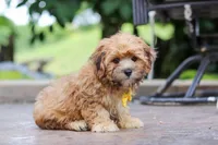 Tobby, a male Morkie for sale in Baltic, OH – Photo 4 of 5