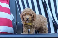 James, a male Poodle - Miniature  for sale in Baltic, OH – 4 of 10