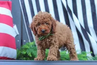 Adam, a male Poodle - Miniature  for sale in Baltic, OH – 4 of 8