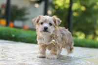 Chase , a male Morkie for sale in Baltic, OH – 6 of 7