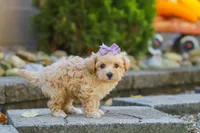 Wren, a female Maltipoo for sale in Baltic, OH – 3 of 7