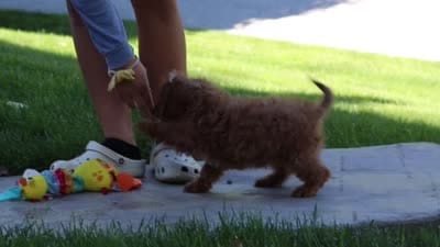 Justin, a male Cavapoo for sale in Baltic, OH – 8 of 8