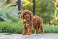 Benji, a male Cavapoo for sale in Baltic, OH – 7 of 10