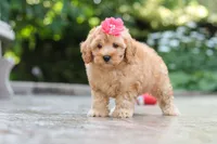 Nora, a female Schnoodle for sale in Baltic, OH – 6 of 7