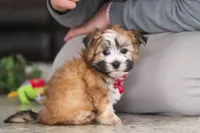 Chase , a male Morkie for sale in Baltic, OH – Photo 6 of 6