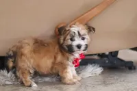 Chase , a male Morkie for sale in Baltic, OH – Photo 2 of 6