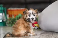 Chase , a male Morkie for sale in Baltic, OH – Photo 3 of 6