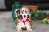 Chase , a male Morkie for sale in Baltic, OH – Photo 5 of 6