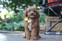 Justin, a male Cavapoo for sale in Baltic, OH – 3 of 10