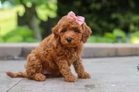 Indie, a female Maltipoo for sale in Baltic, OH – 5 of 6
