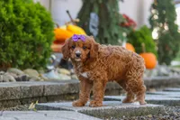 Clover, a female Cavapoo for sale in Baltic, OH – 6 of 10