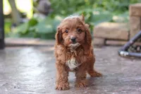 Justin, a male Cavapoo for sale in Baltic, OH – 6 of 10