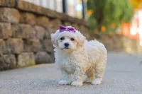 Ember, a female Maltipoo for sale in Baltic, OH – 3 of 6