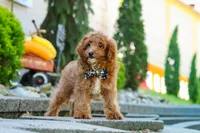 Justin, a male Cavapoo for sale in Baltic, OH – 6 of 8