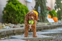 Blake, a male Cavapoo for sale in Baltic, OH – 3 of 10