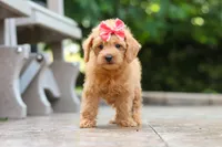 Maple, a female Schnoodle for sale in Baltic, OH – 5 of 7