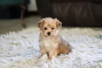 Charlie, a male Morkie for sale in Baltic, OH – 7 of 10