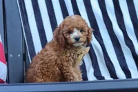Connor, a male Cavapoo for sale in Baltic, OH – 7 of 9