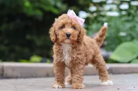 Raina, a female Maltipoo for sale in Baltic, OH – 2 of 9