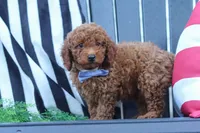 Duke, a male Poodle - Miniature  for sale in Baltic, OH – 2 of 8
