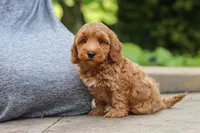 Ranger, a male Maltipoo for sale in Baltic, OH – 5 of 6