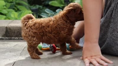 Knox, a male Maltipoo for sale in Baltic, OH – 6 of 6