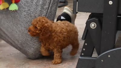 Maverick, a male Poodle - Miniature  for sale in Baltic, OH – 5 of 5