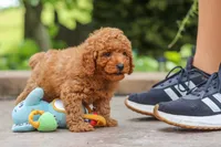 Karter, a male Poodle - Miniature  for sale in Baltic, OH – 4 of 7