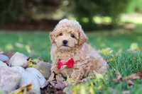 Charlie , a male Maltipoo for sale in Baltic, OH – 4 of 5