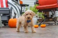 Scout, a male Schnoodle for sale in Baltic, OH – 2 of 7