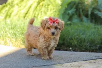 Posie, a female Maltipoo for sale in Baltic, OH – 6 of 10