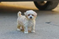 Ember, a female Maltipoo for sale in Baltic, OH – 2 of 6