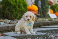 Brooks, a male Maltipoo for sale in Baltic, OH – 3 of 6