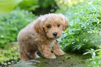 Christopher, a male Maltipoo for sale in Baltic, OH – 4 of 10