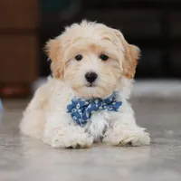 Clark, a male Maltipoo for sale in Baltic, OH – Photo 9 of 10