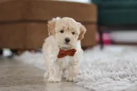 Clark, a male Maltipoo for sale in Baltic, OH – Photo 6 of 6