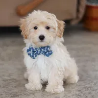 Clark, a male Maltipoo for sale in Baltic, OH – Photo 1 of 10